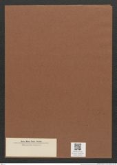 Diatomeae indet. Zeichnungen Sammlung Grunow Mappe 02352 (Herbarium_W_Grunow_drawings_Folder_02352)